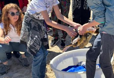 Alghero. Tartaruga caretta caretta torna in mare dopo le cure 
