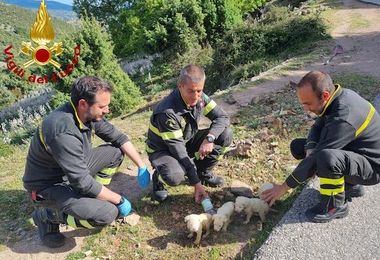 Villagrande Strisaili. Cuccioli abbandonati sotto un ponte, salvati dai Vigili del fuoco