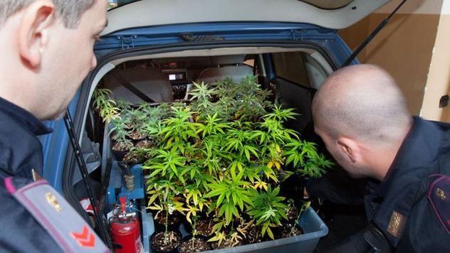 Coltivava cannabis all'interno di una serra: arrestato 44enne