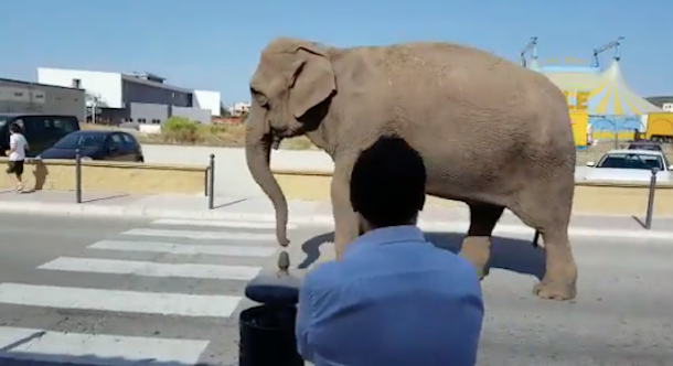 Elefantessa scappata dal circo, la direzione precisa: 