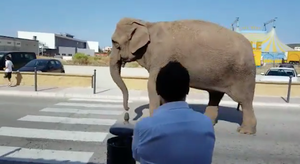 Elefante scappa dal circo e passeggia sulla strada