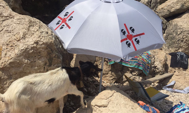Una capra si ripara sotto l'ombrellone nella spiaggia di Cala Fuili