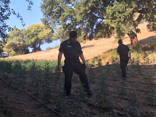 Scoperta piantagione con 2000 piante di marijuana. I Carabinieri arrestano il guardiano: è un 43enne di Orgosolo