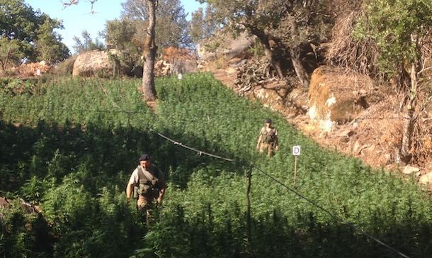 Blitz dei carabinieri nell'agro di Nuoro: scoperta una piantagione di marijuana. Arrestato un operaio edile