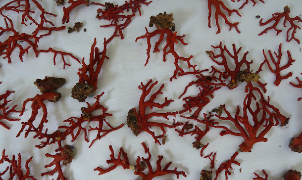 Pesca abusiva: sequestrati 4,5 chilogrammi di corallo rosso