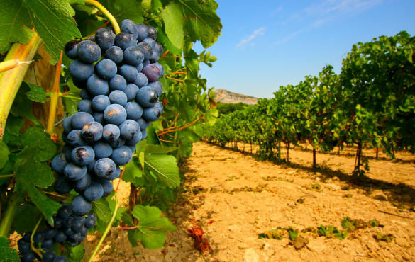 La Regione stanzia 800 mila euro per gli investimenti nel settore vitivinicolo