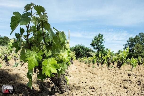 La Regione stanzia 800mila euro per gli investimenti vitivinicoli