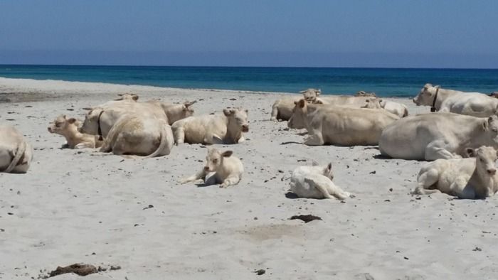 Mucche al mare, la transumanza arriva in spiaggia 