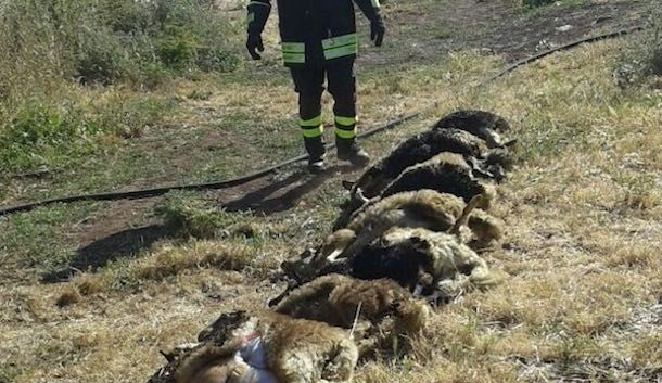 Incendio in un fienile: morti 11 agnelli