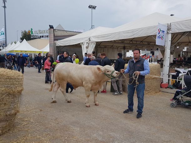 I bovini da carne made in Sardinia ai vertici nazionali