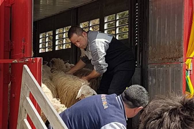I pastori sardi a Cascia per aiutare la popolazione colpita dal terremoto. Oggi in diretta su Sardegna Live 