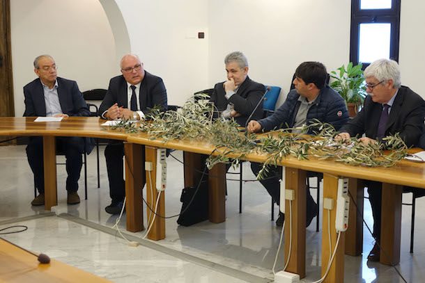Domenica delle Palme: in Vaticano 20 quintali di ramoscelli d'olivo offerti dalla Sardegna