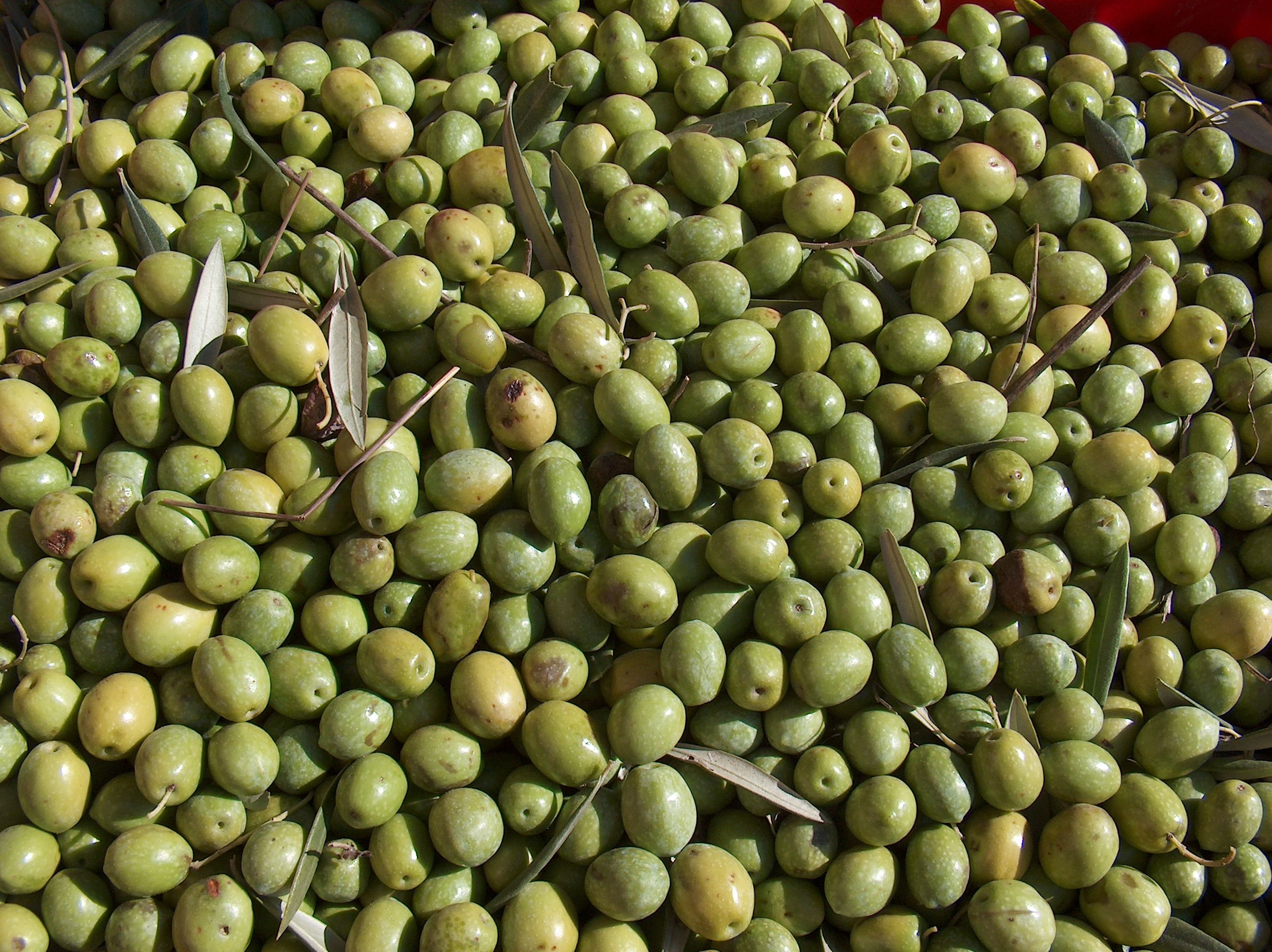Nella crema antirughe di Chanel il potere antietà delle olive di Sardegna