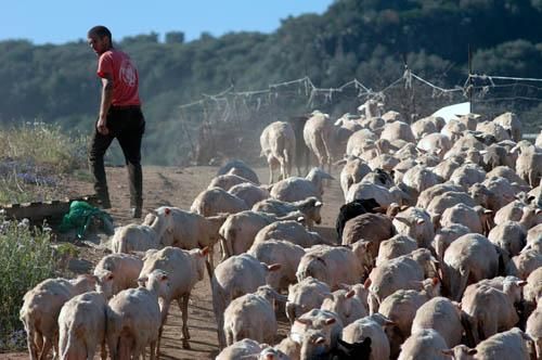 Latte ovino: Coldiretti Sardegna, a rischio sopravvivenza pastori 