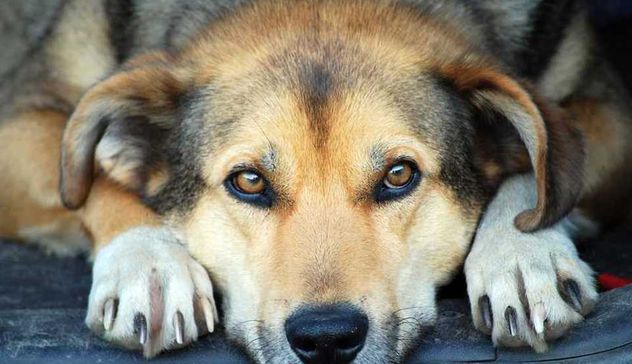 Anziana sviene a causa di un malore, il suo cane la veglia per tre giorni