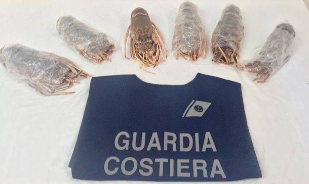 Guardia Costiera, sequestrati 8 kg di aragoste senza etichetta in una pescheria