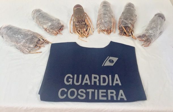 Guardia Costiera, sequestrati 8 kg di aragoste senza etichetta in una pescheria