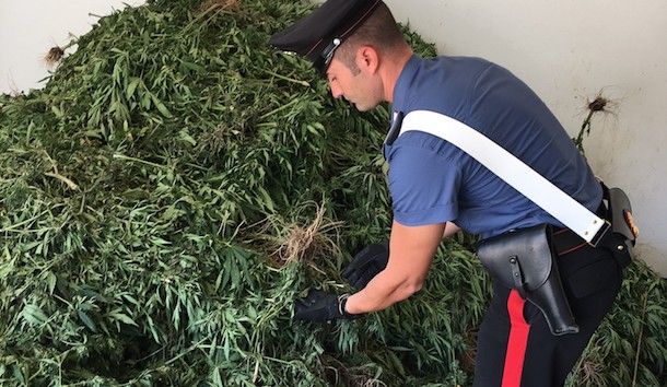 Sorpresi a coltivare una piantagione di cannabis: arrestati due giovani