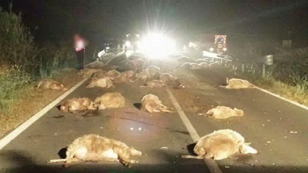 Gregge di pecore attraversa la strada: strage di animali