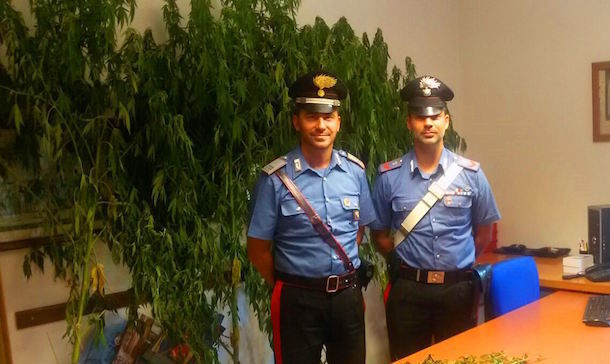 Sorpreso mentre coltivava una pianta di canapa indiana: arrestato un 47enne