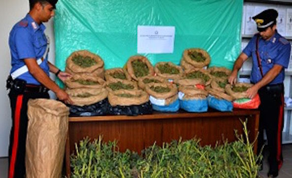Sequestrate 476 piante di marijuana: arrestati 2 agricoltori