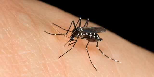 Come evitare le punture di zanzara e rimedi efficaci per curarle
