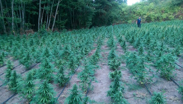 Maxi sequestro di marijuana: scoperte 4 mila piante coltivate 