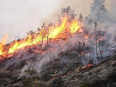 Incendio a Monti Mannu, in fiamme lecci e sughere secolari