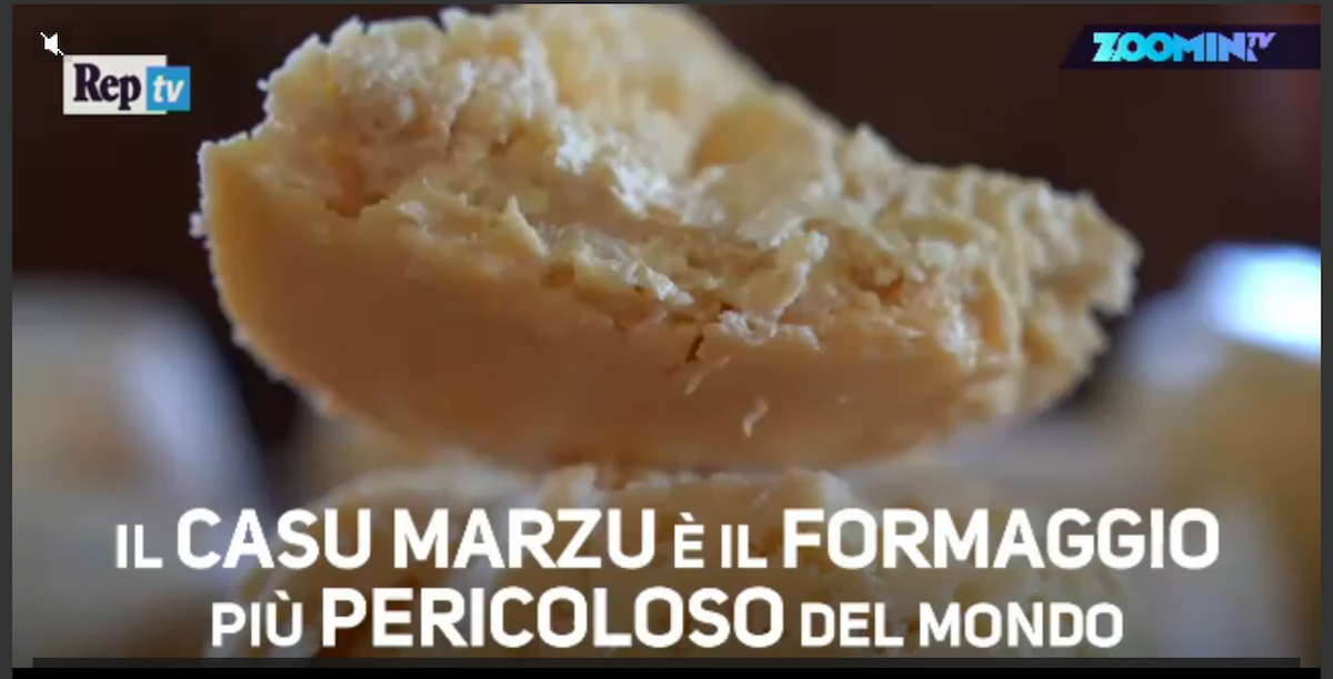 Sardegna, dalle pecore alle mosche: i segreti del formaggio coi vermi