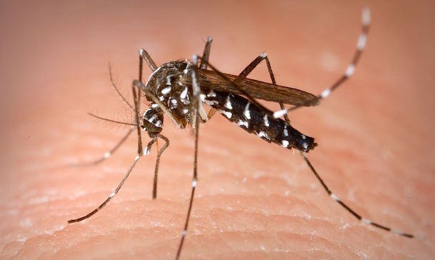 La zanzara si prepara all'estate 2016: ecco i consigli per fermare la fame del fastidioso insetto