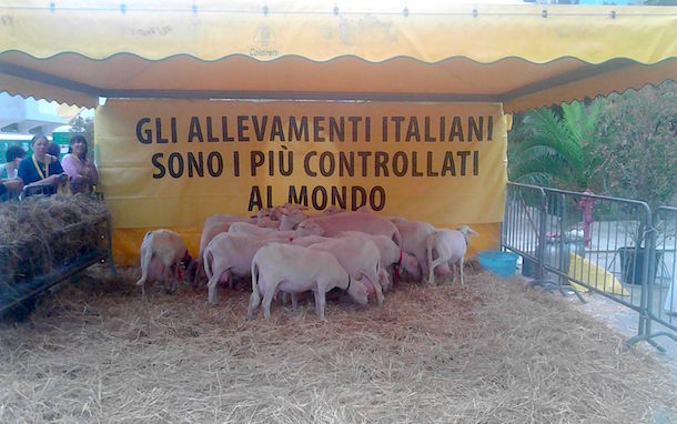 Protesta dei pastori a Cagliari, la Coldiretti: 