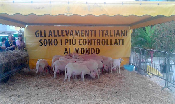 Protesta dei pastori a Cagliari, la Coldiretti: 