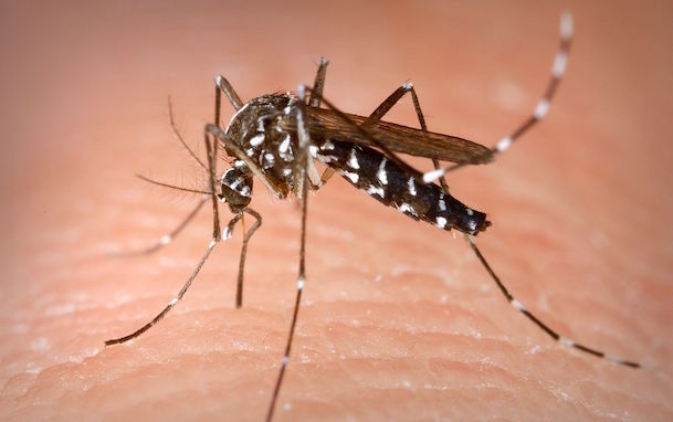 La zanzara si prepara all'estate 2016: ecco i consigli per fermare la fame del fastidioso insetto