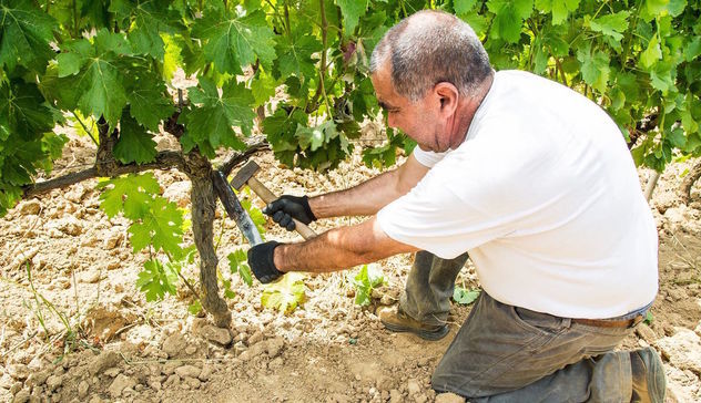 La Sagra del Vino di Atzara nelle foto di Sardegna Live