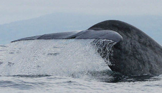 Gruppo di balenottere avvistato nel Golfo di Orosei