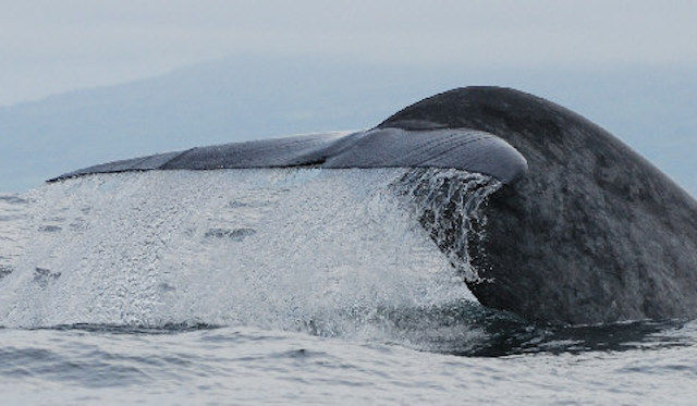 Gruppo di balenottere avvistato nel Golfo di Orosei