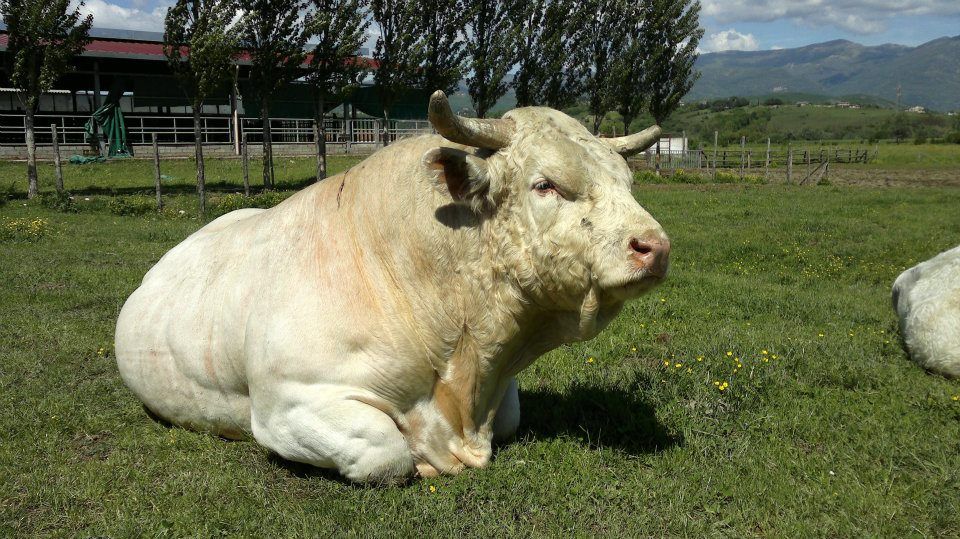 A Ozieri la quinta edizione della Fiera regionale dei bovini da carne Charolaise e Limosine
