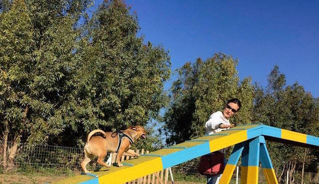 Inaugurato il campo cinofilo dell'associazione ComuniCanem: agility dog, mobility, tricks, dog dance e pet therapy