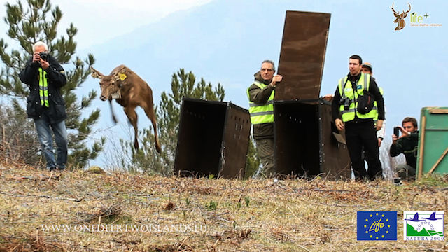 Cinque esemplari di Cervo Sardo trasferiti in Corsica