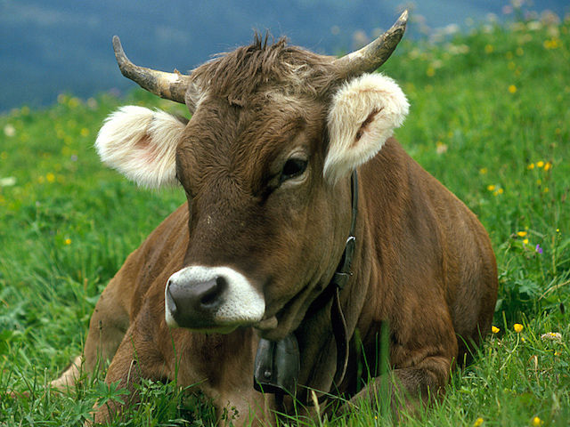 Bando sui riproduttori bovini: dal 2013 gli allevatori sardi sono in attesa di ricevere i pagamenti 