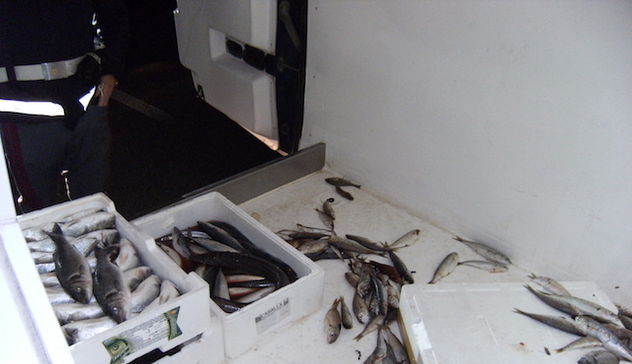 Trasportava 21 kg di pesce in pessime condizioni igieniche: multato camionista 