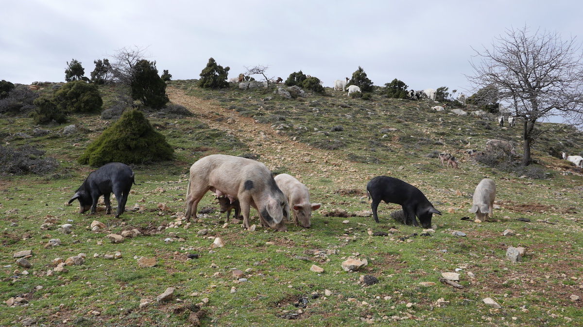 Peste suina. Il commissario prefettizio chiede alla Regione di sospendere gli abbattimenti dei maiali