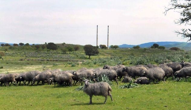 Presunto inquinamento nella zona industriale di Ottana: Clivati risarcisce i pastori