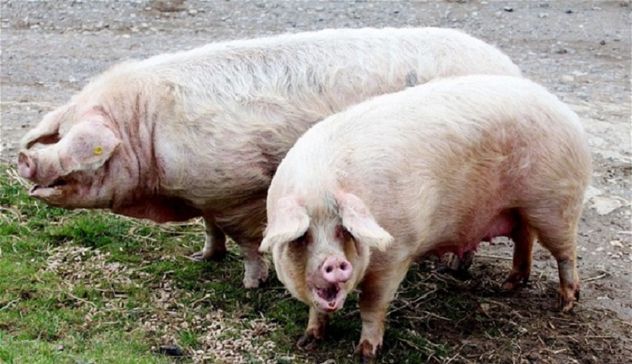 A Desulo scoppia la protesta: gli allevatori bloccano nuovi abbattimenti dei maiali