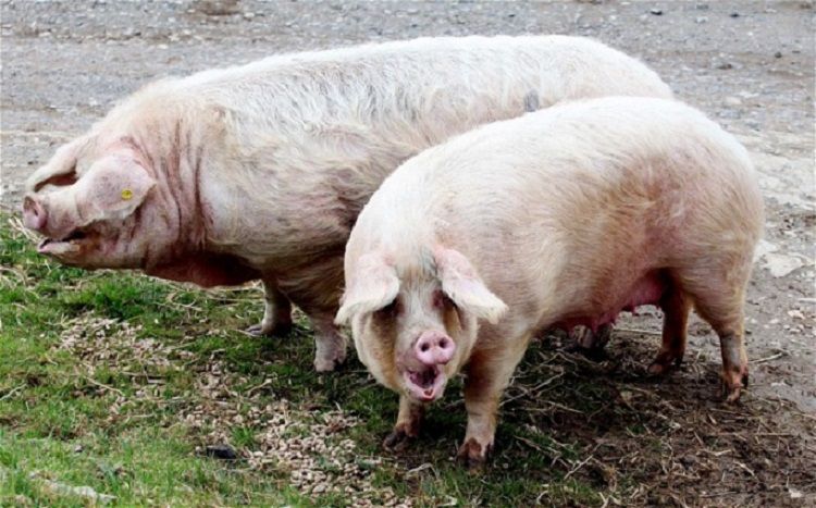 A Desulo scoppia la protesta: gli allevatori bloccano nuovi abbattimenti dei maiali