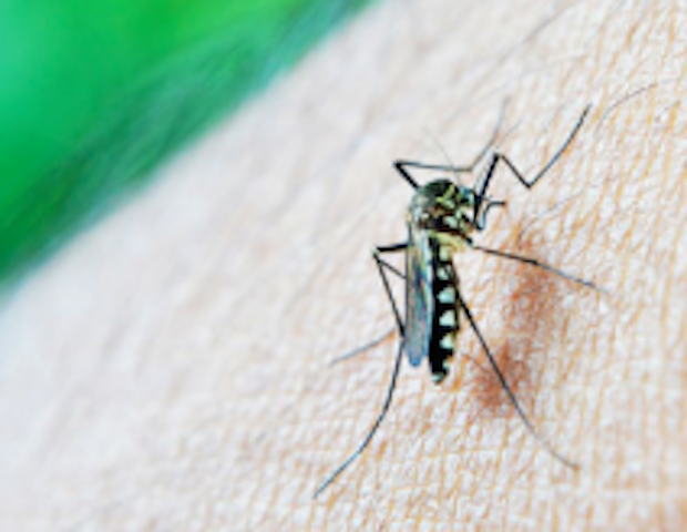 Virus Zika: le linee guida del Ministero della Salute dopo l'allarme lanciato dall'Oms