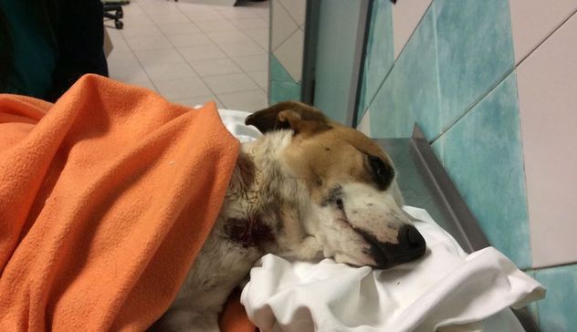 Cagnolina uccisa senza pietà: la Lega nazionale per la difesa del cane ha annunciato di presentare una denuncia