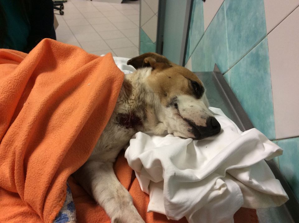 Cagnolina uccisa senza pietà: la Lega nazionale per la difesa del cane ha annunciato di presentare una denuncia