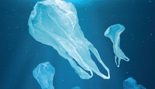 Mare del Nord e Baltico inquinati: trovata plastica nello stomaco dei pesci