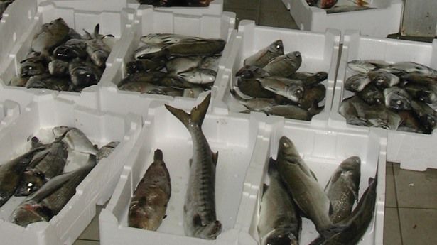 Contrasto alla pesca illegale: 1200 kg di pesce sequestrato e 190 mila euro di multa